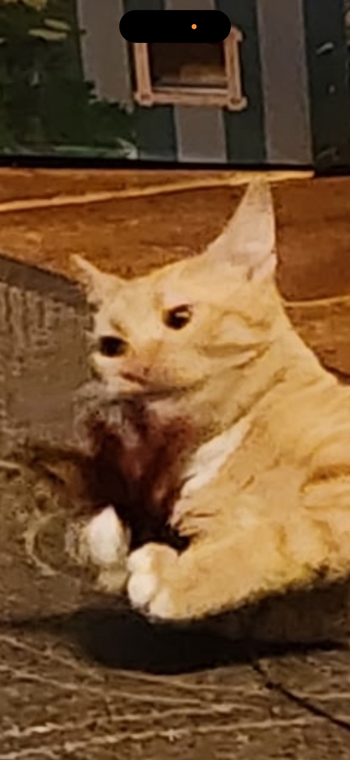 Kibby Kat Logo